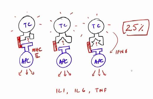 MECHANISM OF SUPERANTIGEN