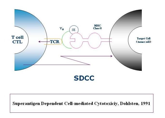 Staphylococcal-enterotoxin-dependent cell-mediated cytotoxic