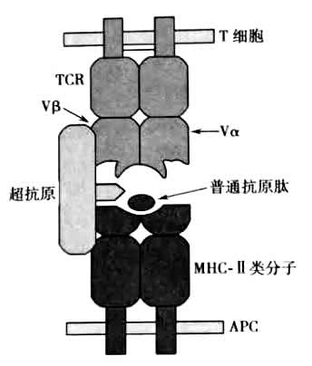 超级抗原特点