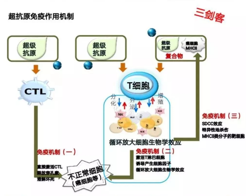 超抗原免疫作用机制